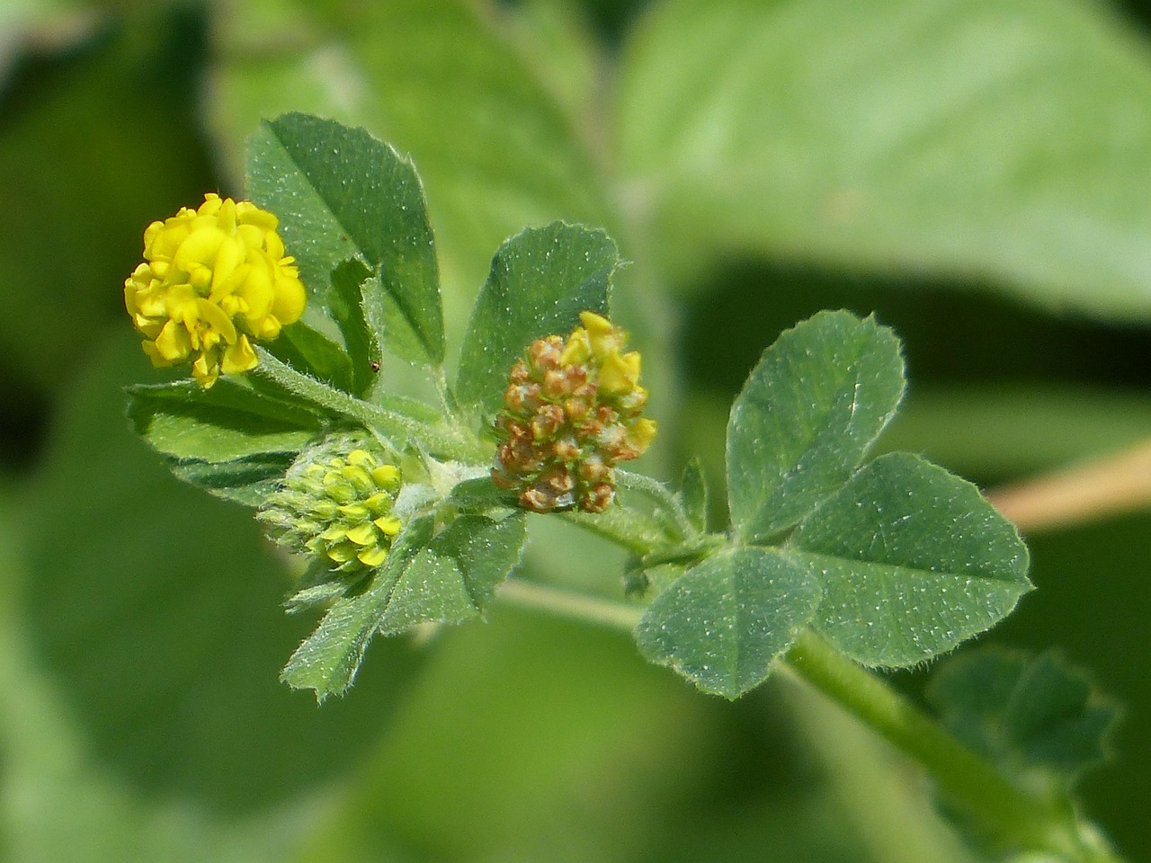 large hop trefoil, trifolium aureum, nature, flower wallpaper, blossom, beautiful flowers, bloom, flower background, flower, yellow, clover, trifolium, short stature, trifolium campestre, butterflies, faboideae, legumes, fabaceae, small flowers, small, pointed flower, close up, field clover