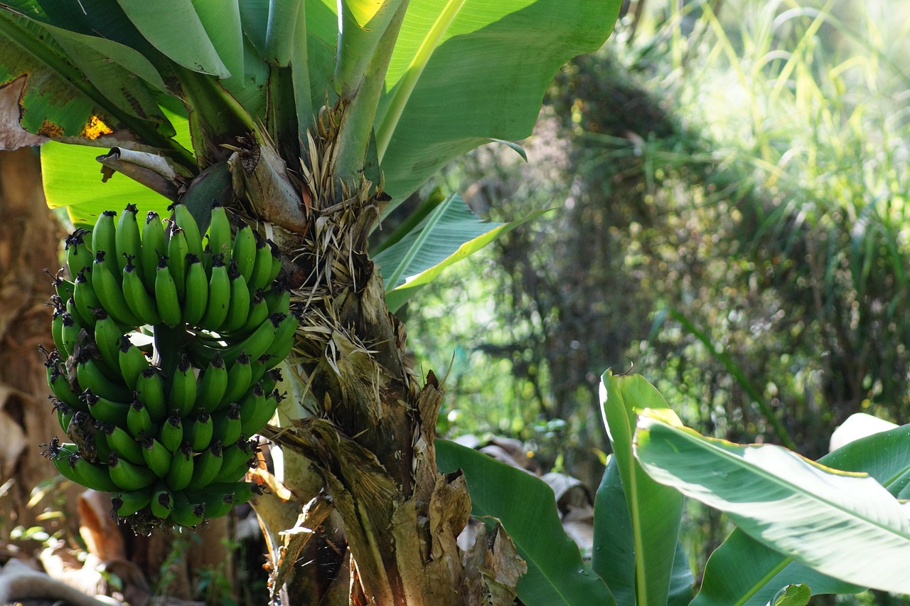 banana, plantain, tree platano, mata de platano, banana, banana, plantain, plantain, plantain, plantain, plantain