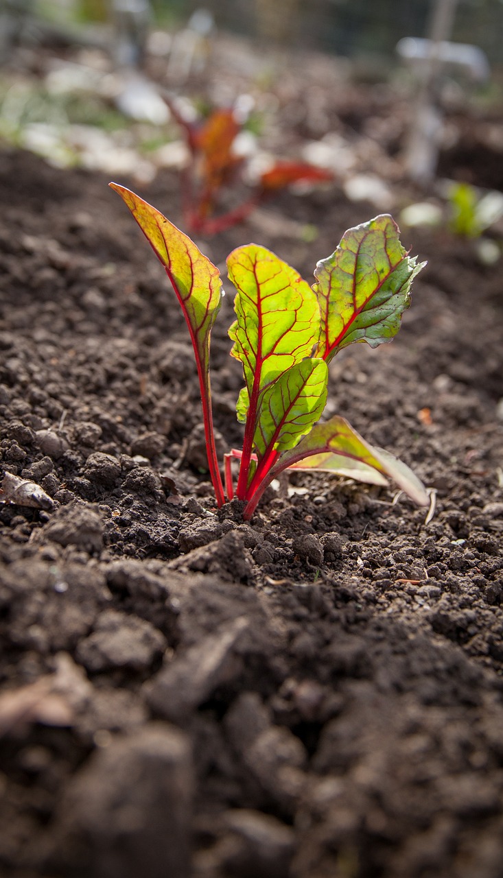 garden, plant, spring, sprout, dirt, earth, chard, natural, gardening, nature, soil, brown earth, brown gardening